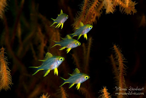family life by Mona Dienhart 